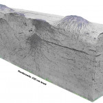 Tertiäre Palmenstümpfe Palmenstümpfe