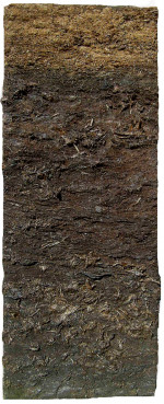 Weißtorf, Schwarztorf Torfprofil